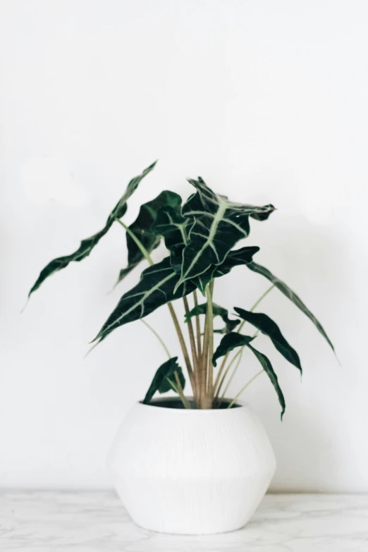 green plants sitting in a white bowl on a table