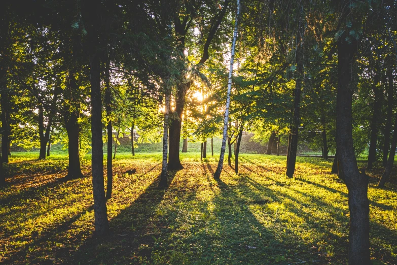 sun rays shining in a wooded area with trees