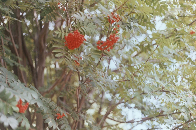 some red flowers on a tree with leaves