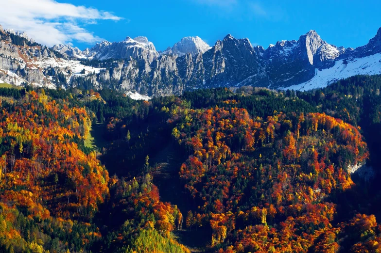 colorful trees in the mountains with snow covered mountains in the background