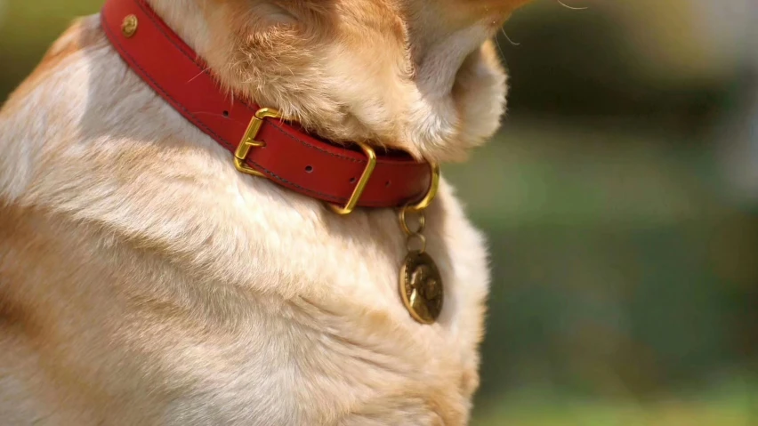 the dog is wearing a red collar and brown ears