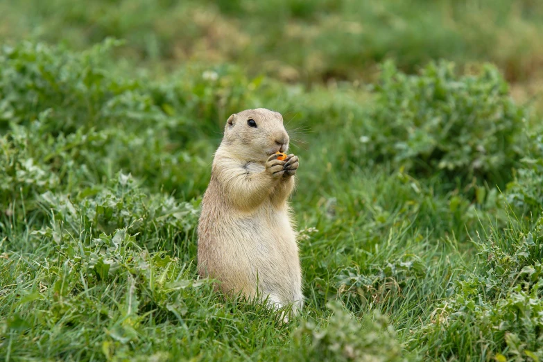 a ground squirrel standing in grass with its mouth open
