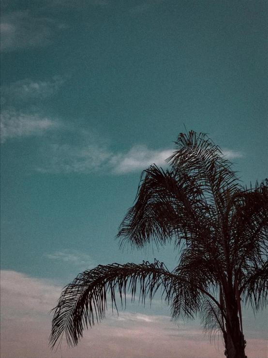 a palm tree with dark sky in the background