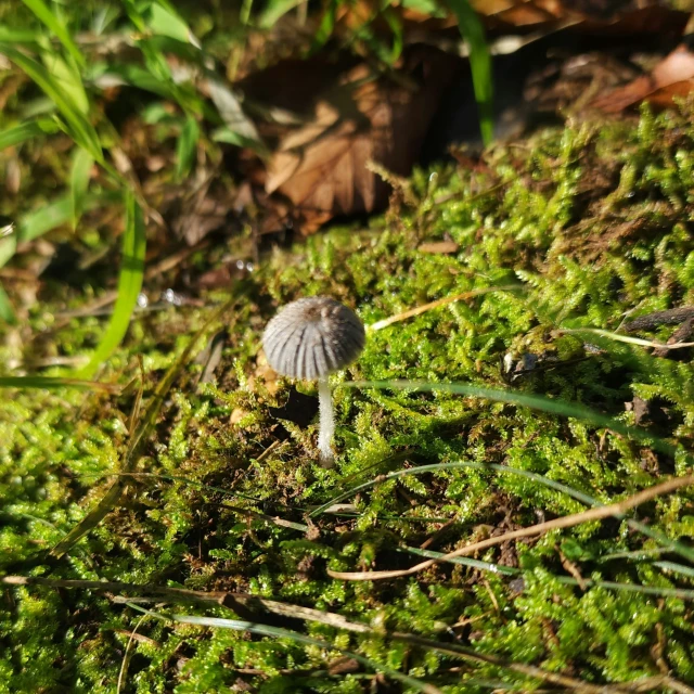 the small green object is sitting on a mossy ground
