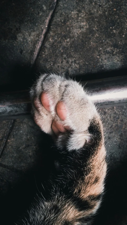 a cat paw and paw marks on the side of a doorway