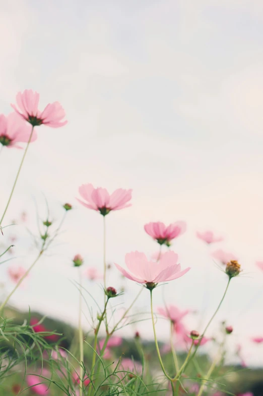 small pink flowers standing next to each other