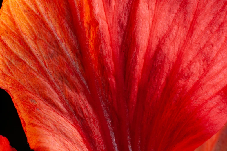 red flower with yellow centers in the middle