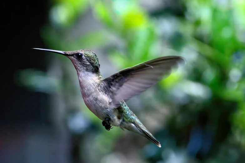 a bird that is flying in the air