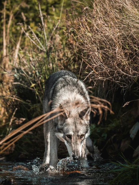 an animal drinks water from a river that's surrounded by trees