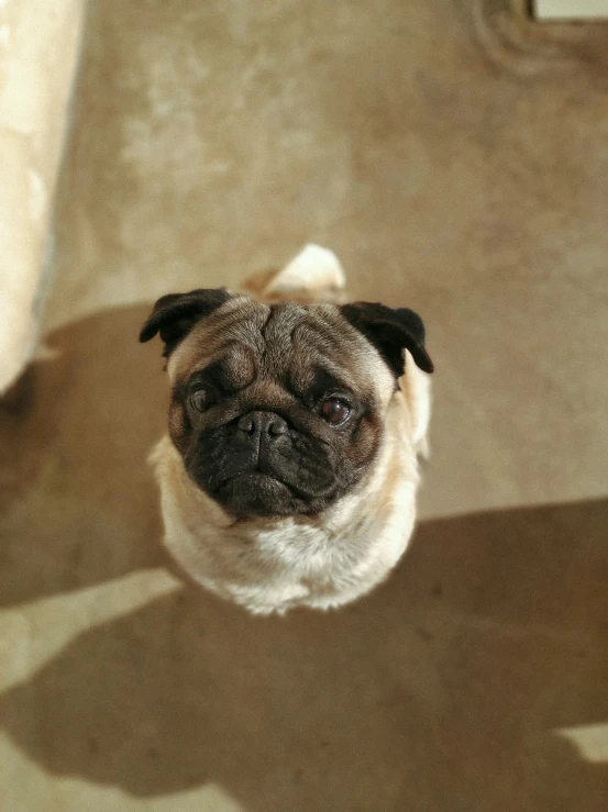 a pug dog looking up at the camera on a carpet