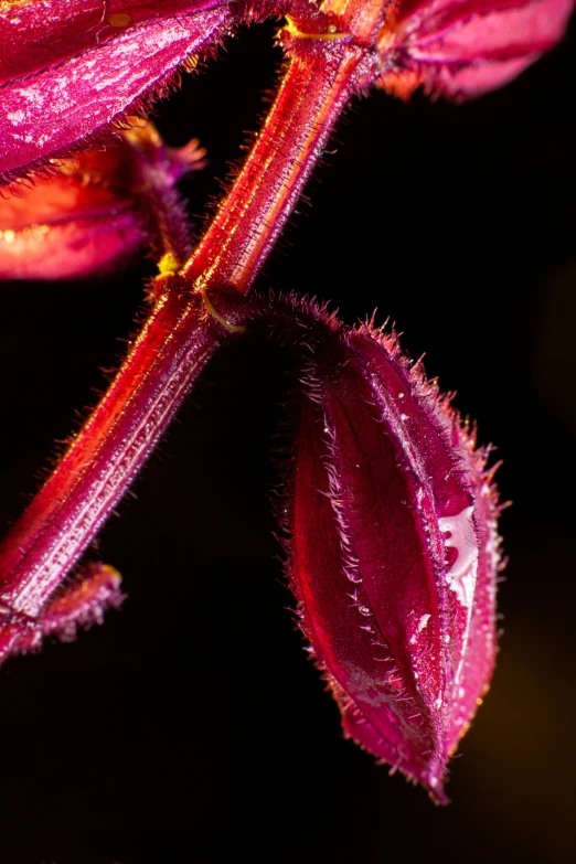 a large pink flower that is blooming