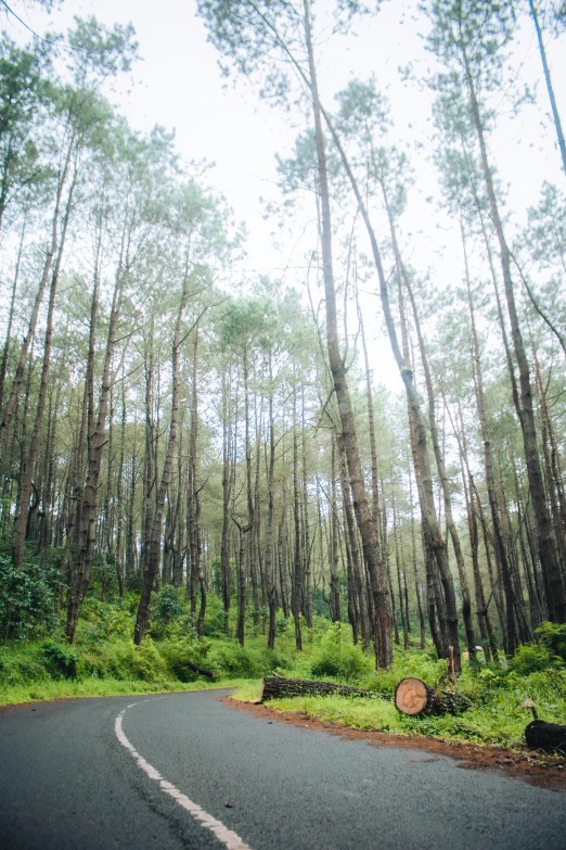 the road cuts through a forest with very thin trees