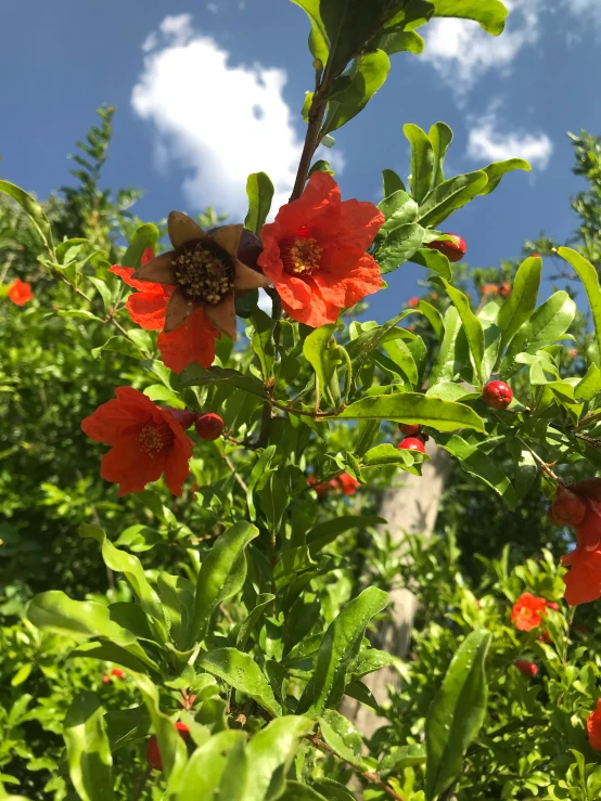 red flower in the midst of green leaves on sunny day