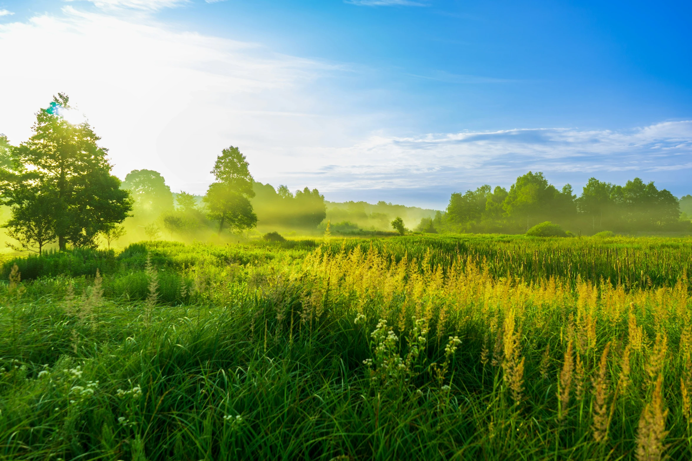 the sun shines brightly on this grassy field