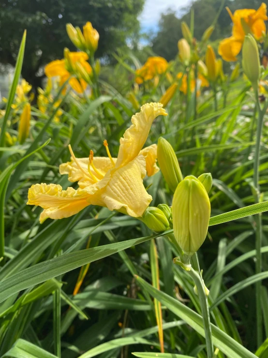 a large field of green grass with yellow flowers