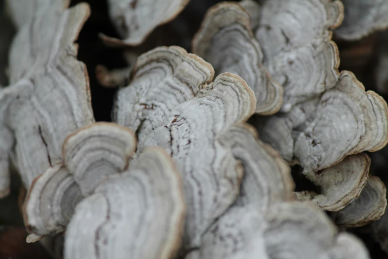 a close up of an up close image of many mushrooms