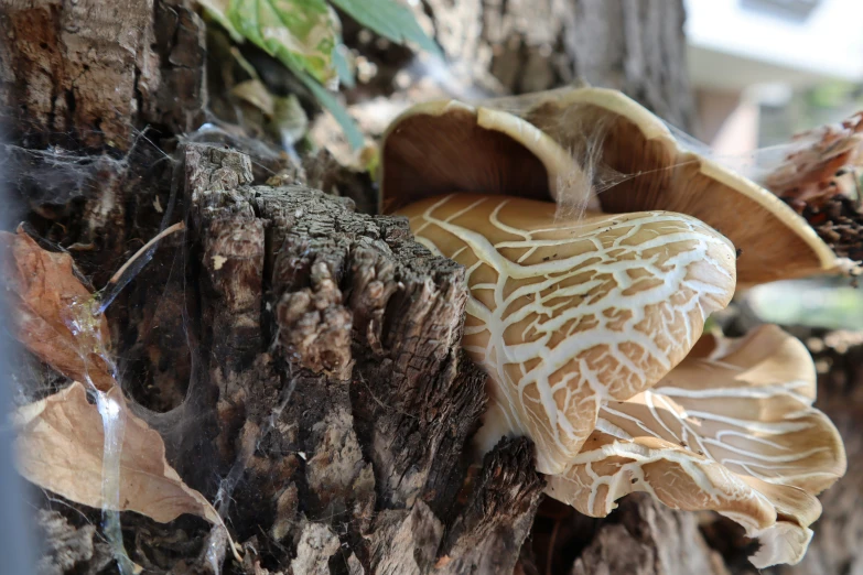 a mushroom sitting on a tree stump in the forest