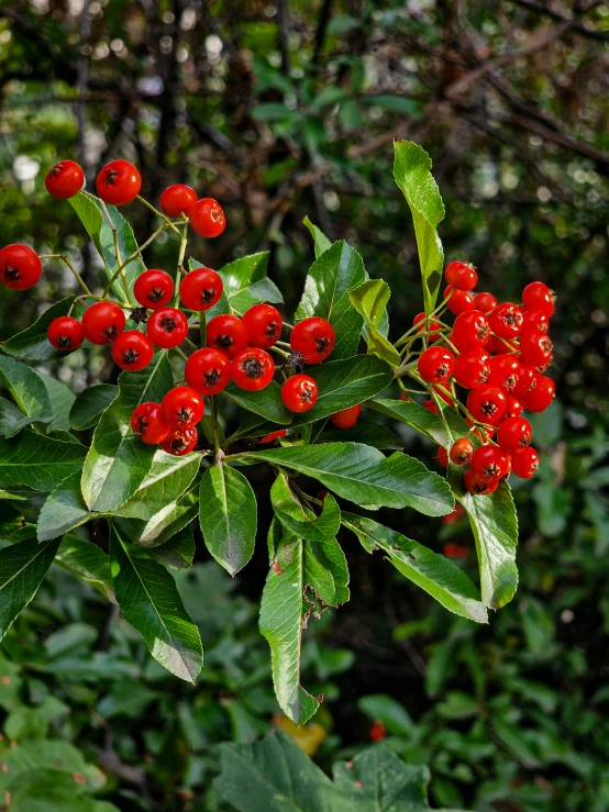 a bush with red berries and leaves all around it
