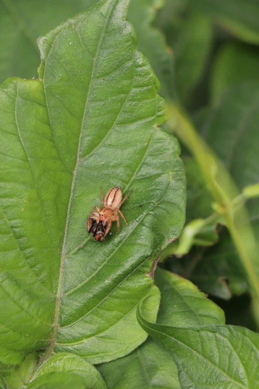 a close up of a bug on a green leaf