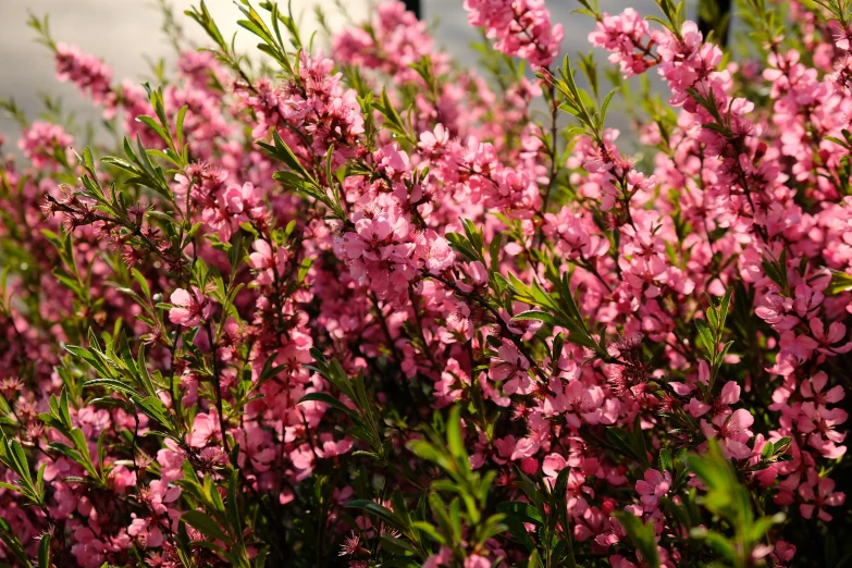 pink flowers that are in some kind of bush