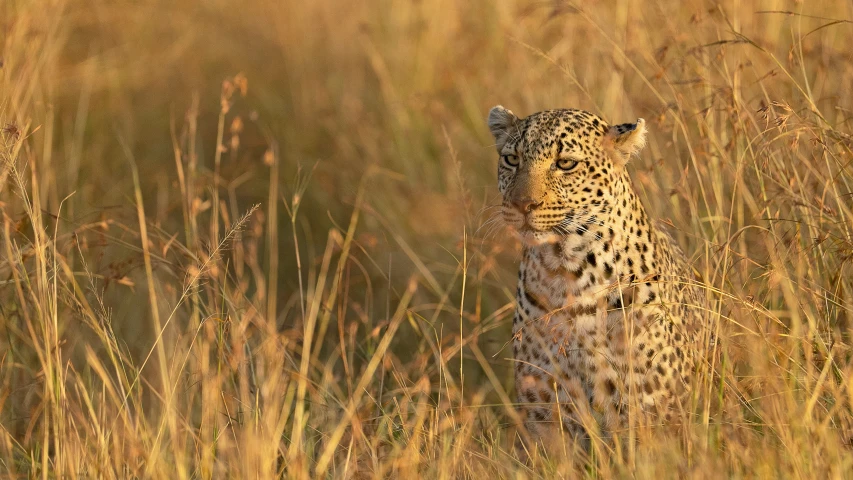 a leopard standing in tall brown grass on the savannah