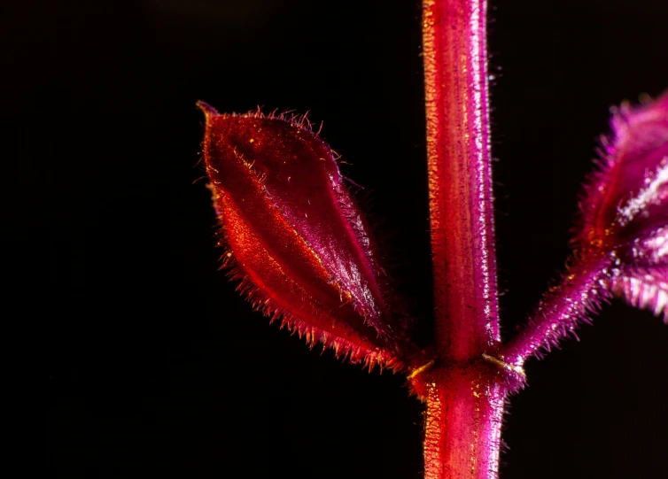 the inside side of a pink flower that is very small