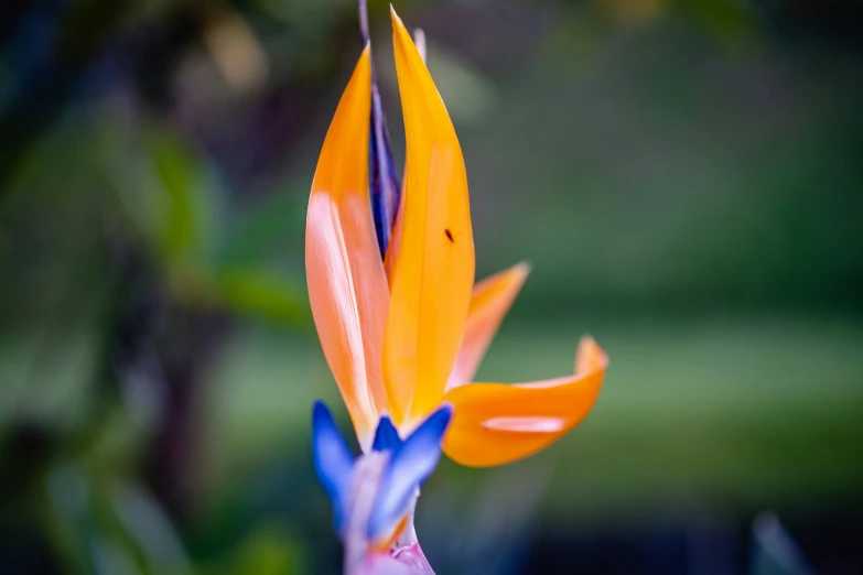 the vint orange and blue flower is blooming from below