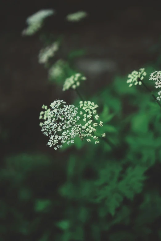 some pretty white flowers growing in the grass