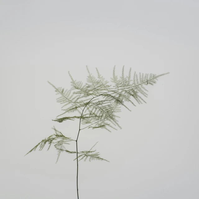 a large tall leafy plant sitting on top of a snow covered ground