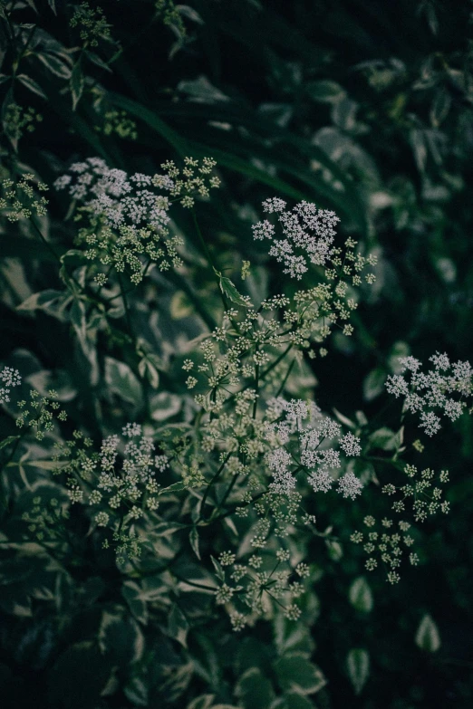 flowers are growing very large in this picture