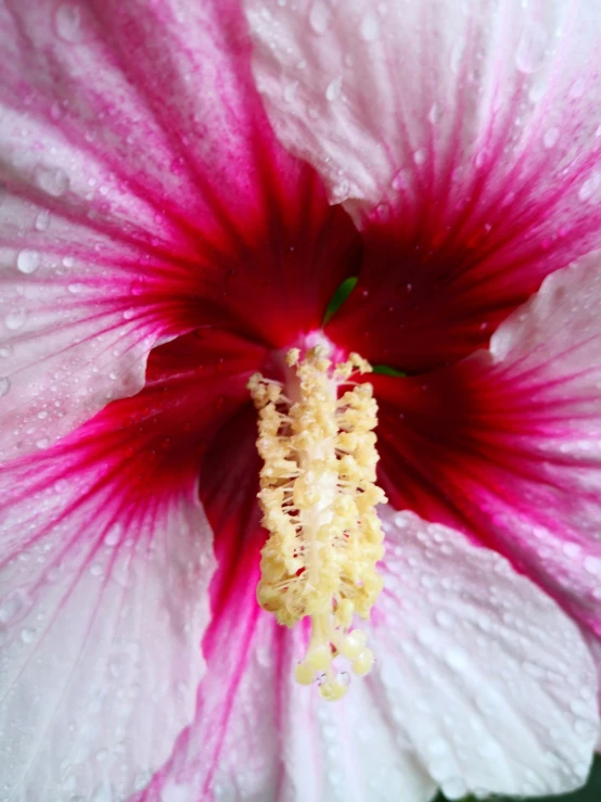 a close up s of a flower that has water droplets on it