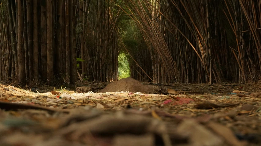 a dirt road with many trees and leaves