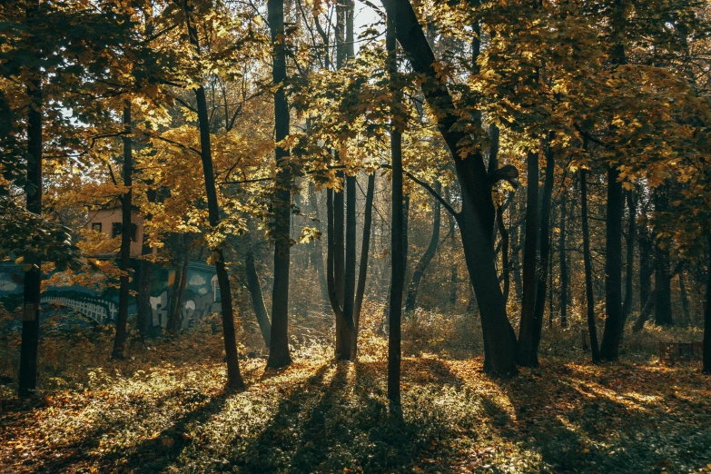 yellow and green trees in the woods with leaves