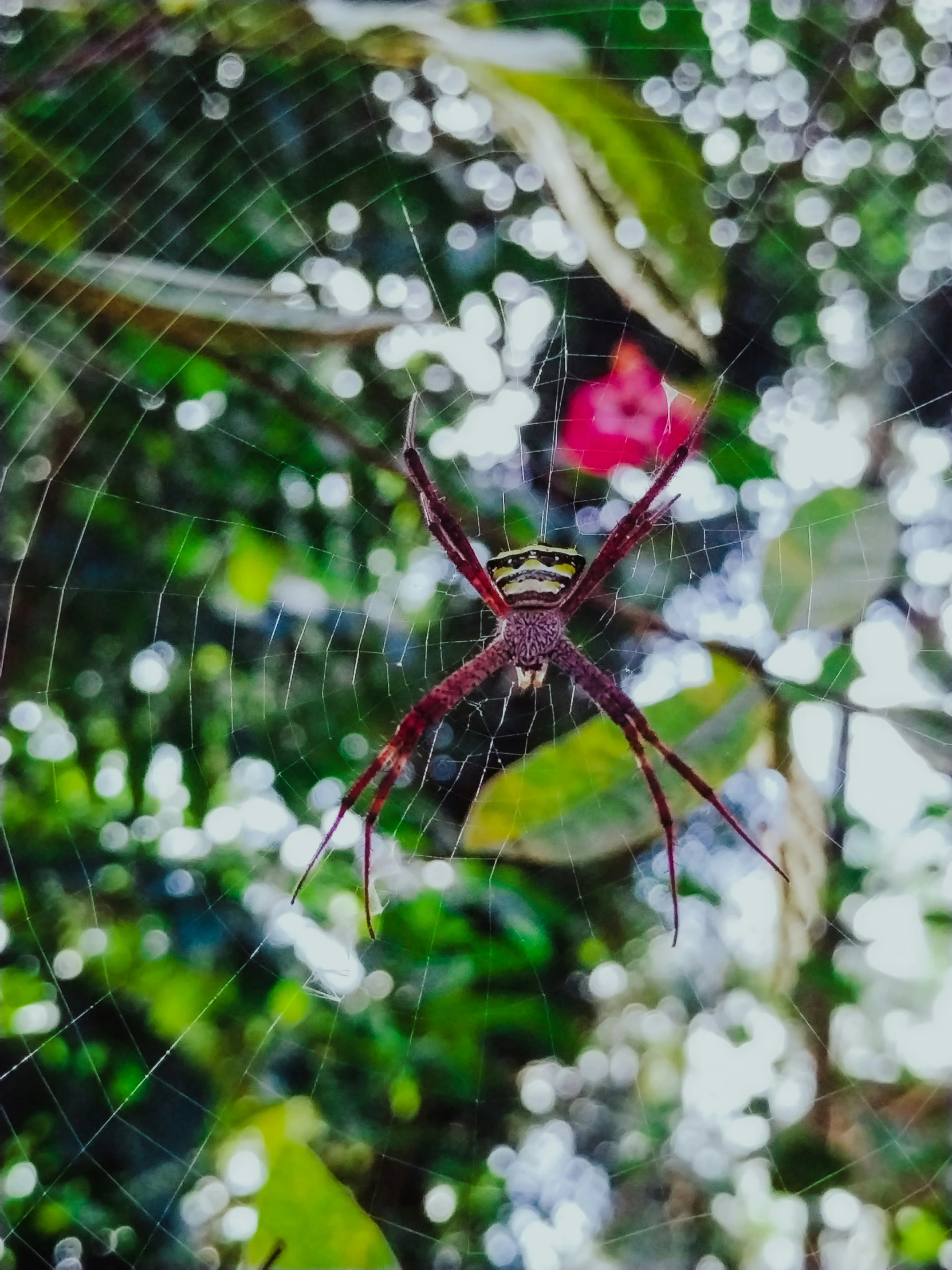 a big spider in its web, eating it's prey