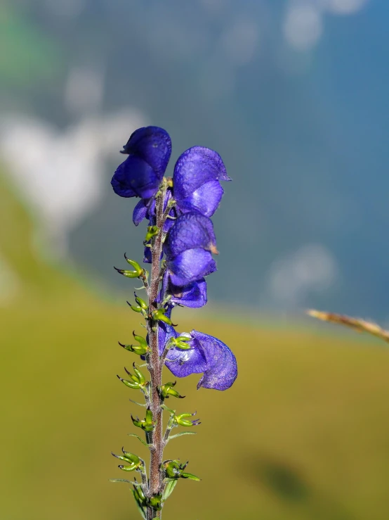 a close up view of some purple flowers