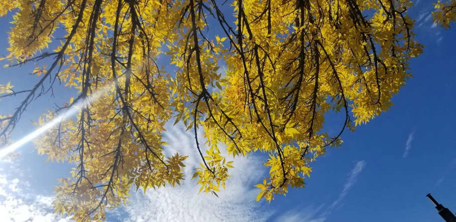 trees are in autumn with their yellow leaves