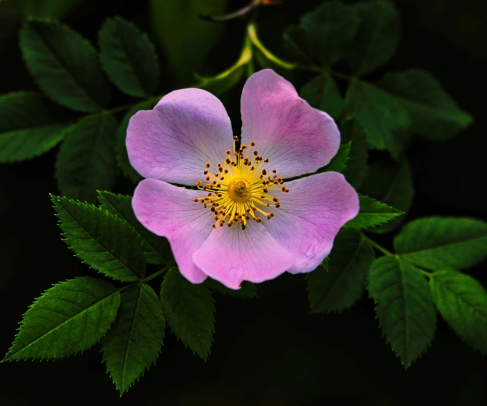 a pink flower surrounded by green leaves