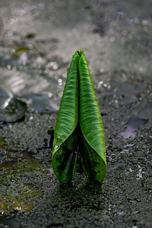 a banana with two pods sticking out of the leaves is submerged in water