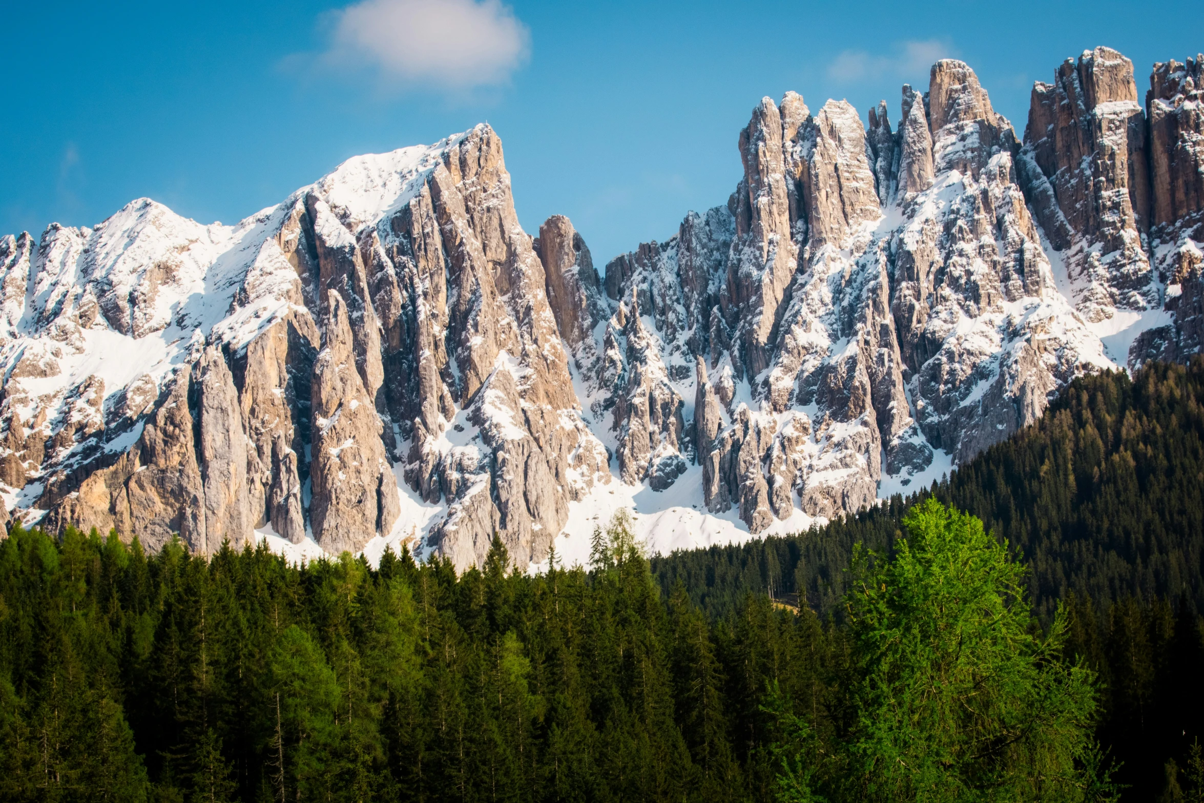 the grand teschi peaks towering above the pine forest