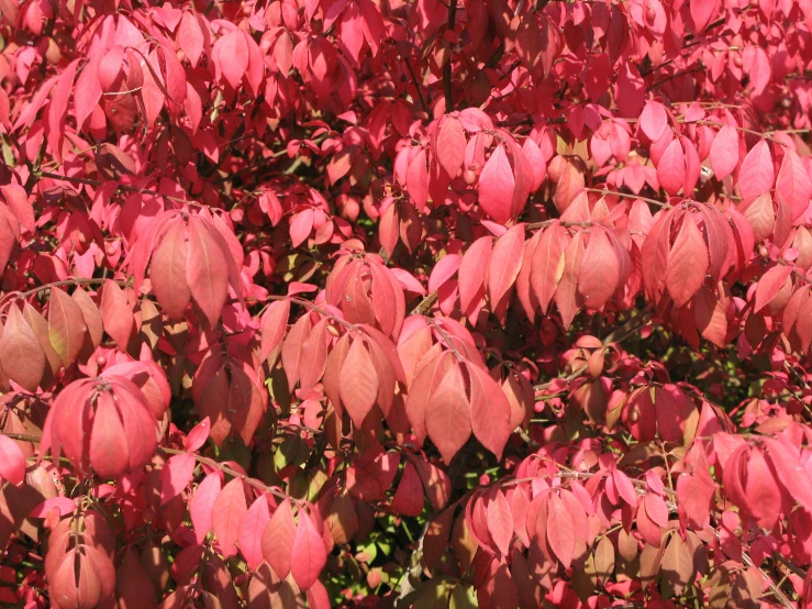 a group of pink leaves in a field