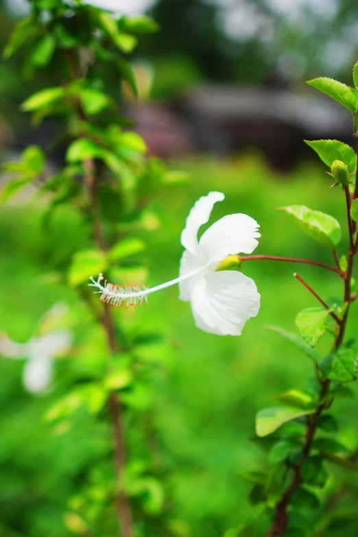 the white flower is hanging from the stem