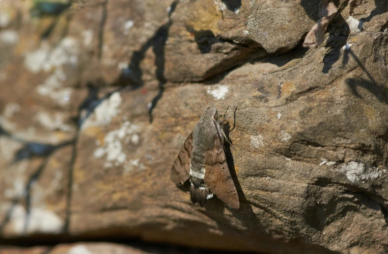 a small lizard is laying on some rocks