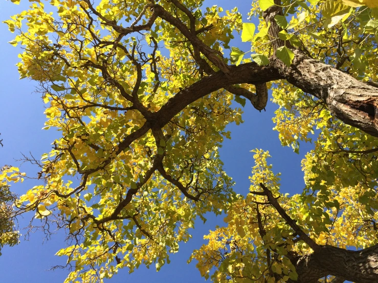 the nches of a tree with yellow leaves