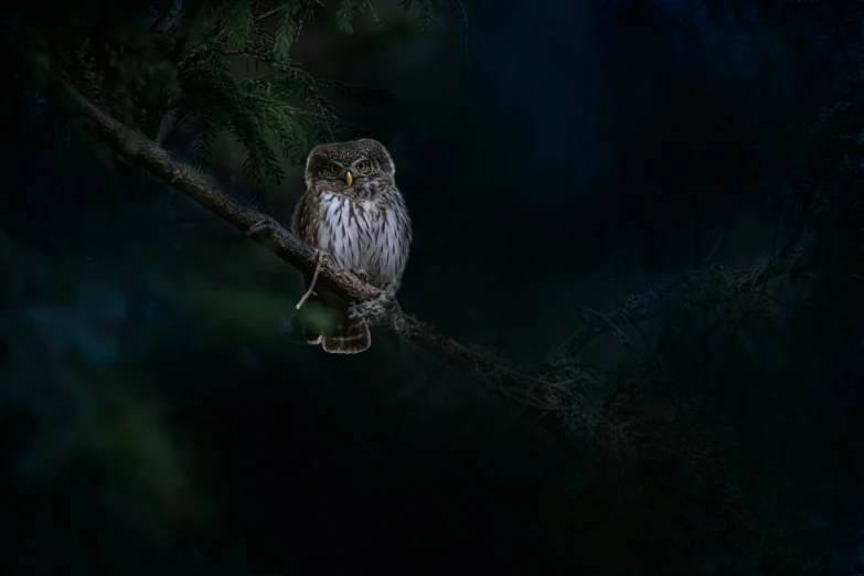 an owl is sitting on a dark nch