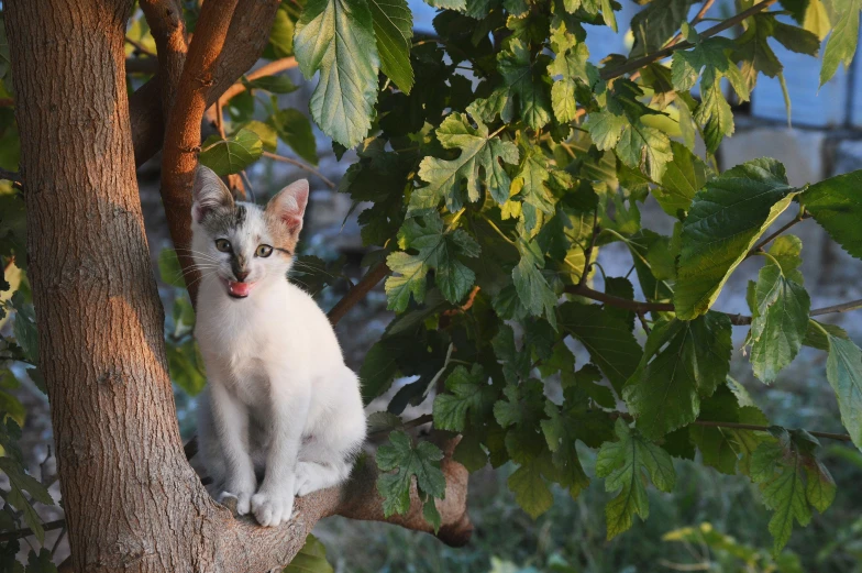a cat on a tree in a park with its tongue sticking out