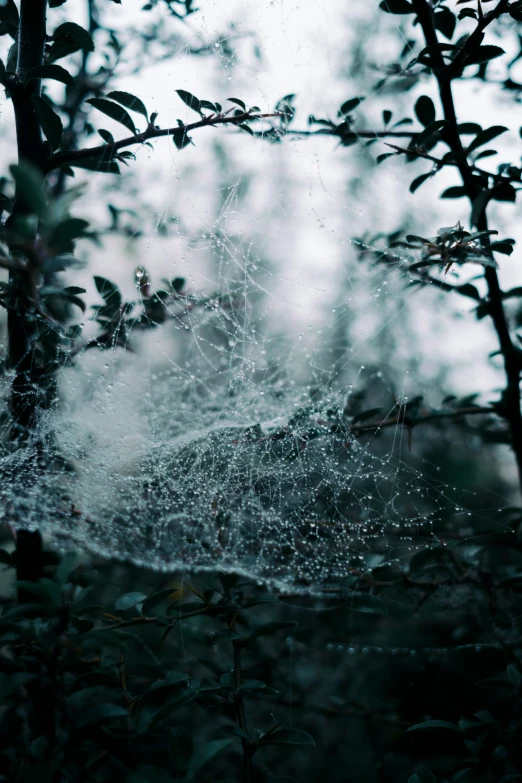 spider web in the middle of a bush on a rainy day