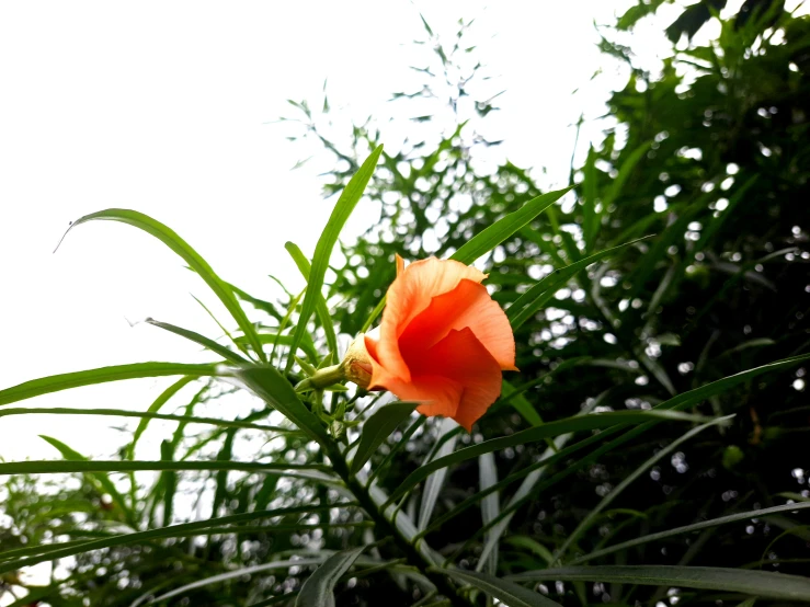 a close up view of a large orange flower