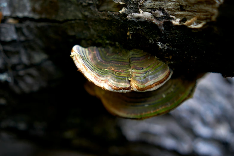 a clam on the edge of a rock wall