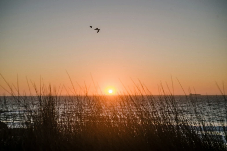 a bird flying over the ocean during a sun set