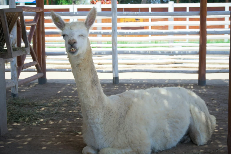 a llama in a corral next to some fence